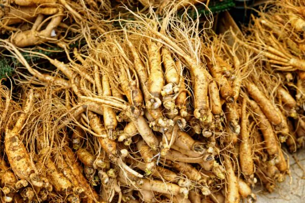 Panax ginseng