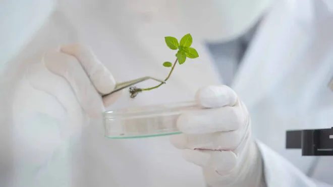 Wissenschaftliche Untersuchung pflanzlicher Inhaltsstoffe